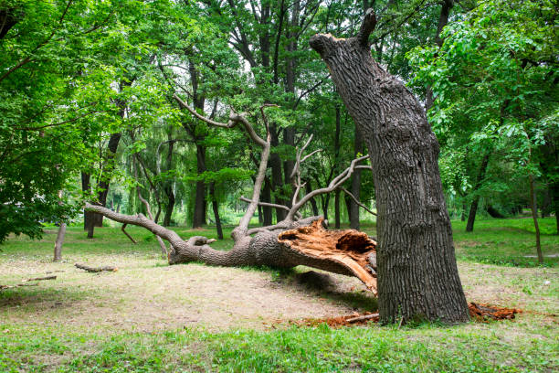 Tree and Shrub Care in Stewartstown, PA