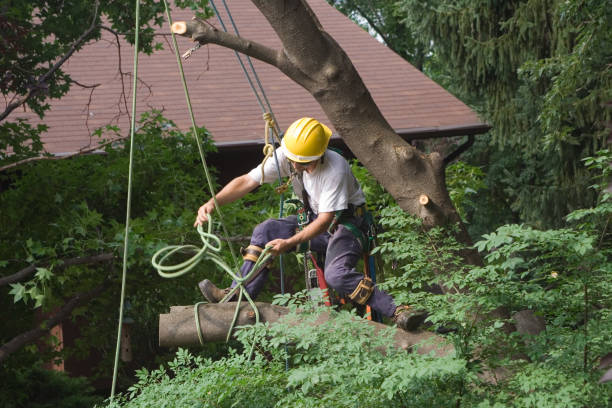 Professional Tree Care in Stewartstown, PA