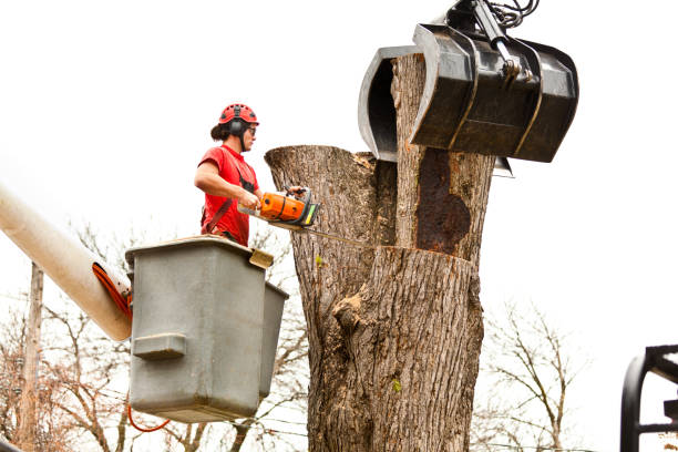 Leaf Removal in Stewartstown, PA